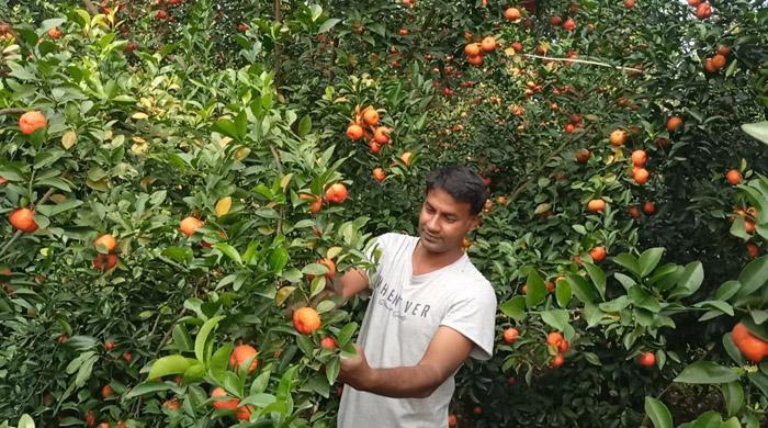 ঘোড়াঘাটে কমলা চাষ করেই বাজিমাত দুই তরুণ উদ্যোক্তার