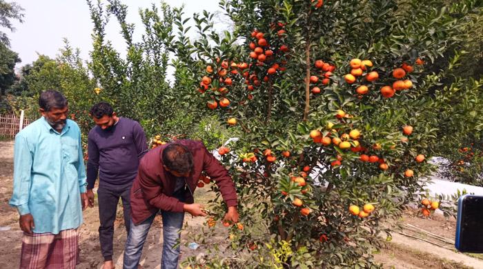 কাহারোল কলেজ শিক্ষক রেজা কমলা চাষে সফল উদ্যোক্তা