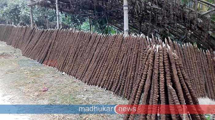 জ্বালানি সংকটে কদর বাড়ছে ‘গোবরের লাকড়ি’র