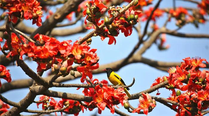 ফুল ফুটুক না ফুটুক আজ বসন্ত