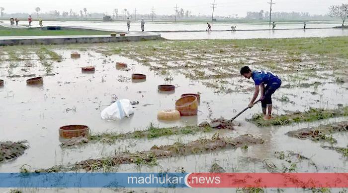 গোবিন্দগঞ্জ ও রংপুরে হঠাৎ বৃষ্টিতে আলুর ব্যাপক ক্ষতির শঙ্কা; দুশ্চিন্তায় কৃষক 