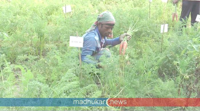 চরের বালুমাটিতে ফলছে বিদেশি জাতের গাজর