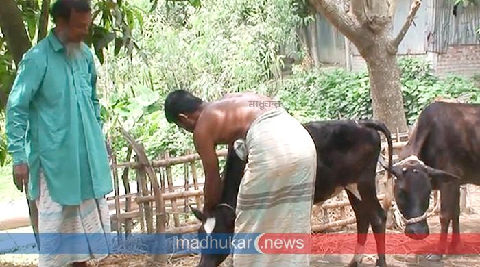 গোবিন্দগঞ্জে লাম্পি স্কিনের বিস্তারে দিশেহারা কৃষকেরা