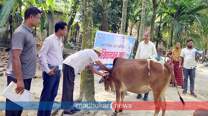 অ্যানথ্রাক্স প্রতিরোধে পলাশবাড়ীতে টিকা দেয়া শুরু
