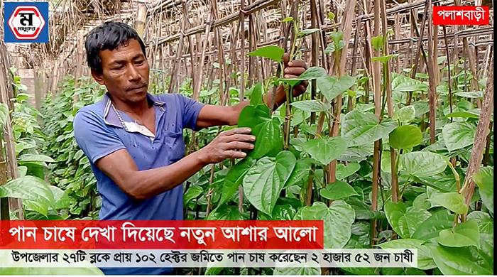 পলাশবাড়ীতে পান বরজে ব্যস্ত সময় লাভের প্রত্যাশায় চাষীরা