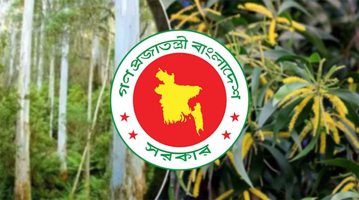 ইউক্যালিপটাস-আকাশমণির চারা রোপণ-উত্তোলন-বিক্রি নিষিদ্ধ