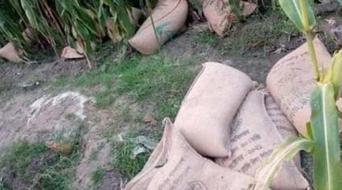 ভিজিএফের ৬০ বস্তা চাল মিলল ভুট্টা ক্ষেত্রে ভিজিএফের ৬০ বস্তা চাল মিলল ভুট্টা ক্ষেত্রে