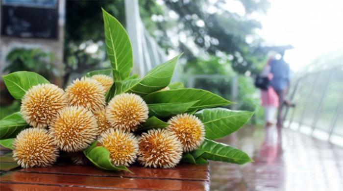 আজ আষাঢ়ের প্রথম দিন