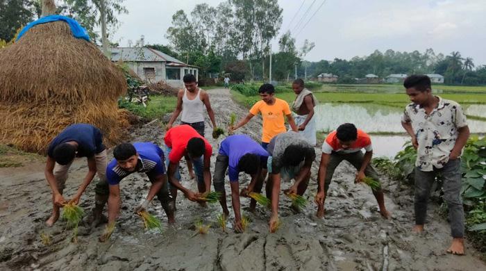  বীরগঞ্জে রাস্তা সংস্কার না হওয়ায় রাস্তায় ধান রোপন করে প্রতিবাদ এলাকাবাসীর