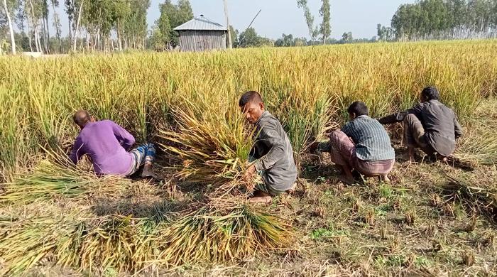 আমন ধান কাটা-মাড়াইয়ে ব্যস্ত কৃষক-শ্রমিক  