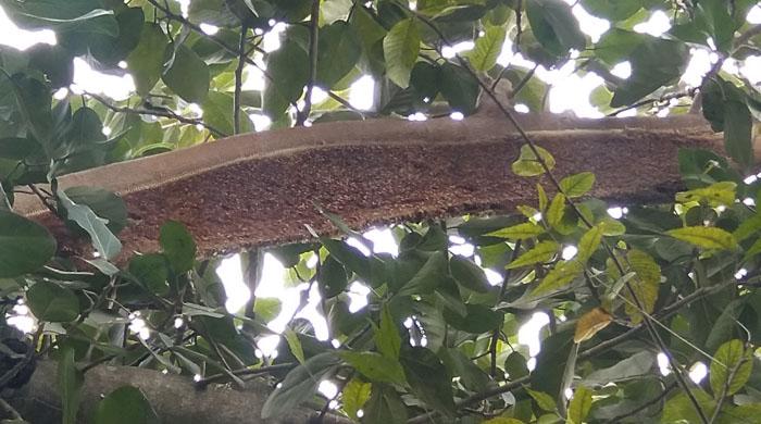 মৌমাছির মৌচাক কাটতে বলায় এলাকাবাসীর নামে মামলা