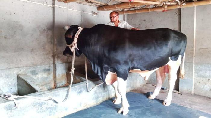 খানসামায় কোরবানীর মাঠ কাপাবে কালা পাহাড়