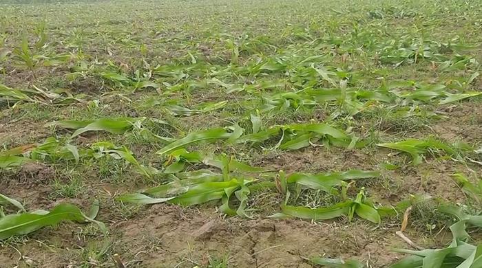 গোবিন্দগঞ্জে এক বিঘা জমির ভুট্টা কেটে ফেলেছে দুবৃর্ত্তরা