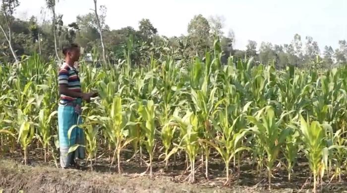 নীলফামারীতে শতবিঘা জমির ভুট্টা নষ্টের শঙ্কা
