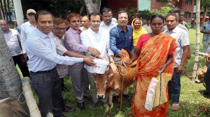 ফুলবাড়ীতে প্রাণিসম্পদ বিভাগের সুফলভোগী ক্ষুদ্র নৃ-গোষ্ঠীর মাঝে ষাঁড় বাছুর বিতরণ