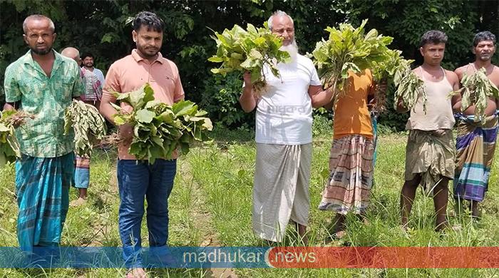 সাদুল্লাপুরে এনসিপি নেতা নাজমুল সোহাগের বেগুন ক্ষেত নষ্ট করেছে দুর্বৃত্তরা