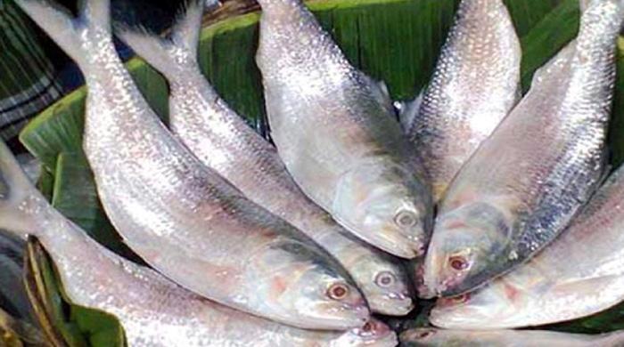 তিন মণ ধানে মিলছে এক কেজি ইলিশ!