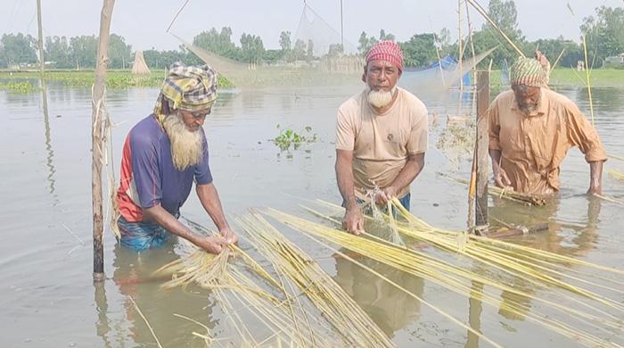 গাইবান্ধায় পাটের বাম্পার ফলন উৎপাদন খরচ নিয়ে উদ্বেগ