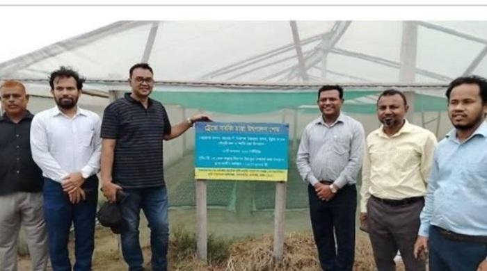 পদ্মার চরে আধুনিক পলিশেড হাউজে উন্নতমানের সবজি চারা উৎপাদন