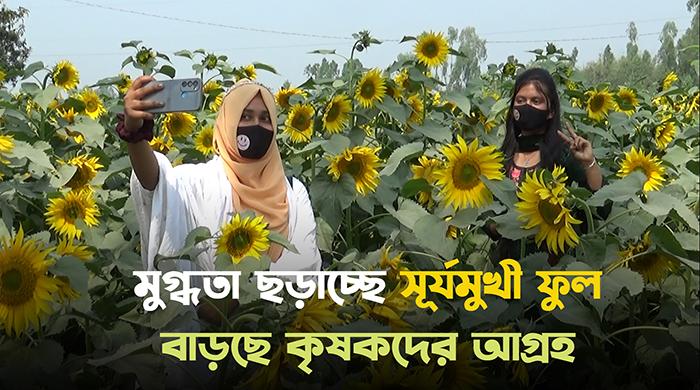 গাইবান্ধায় বাড়ছে সূর্যমুখী ফুলের চাষ