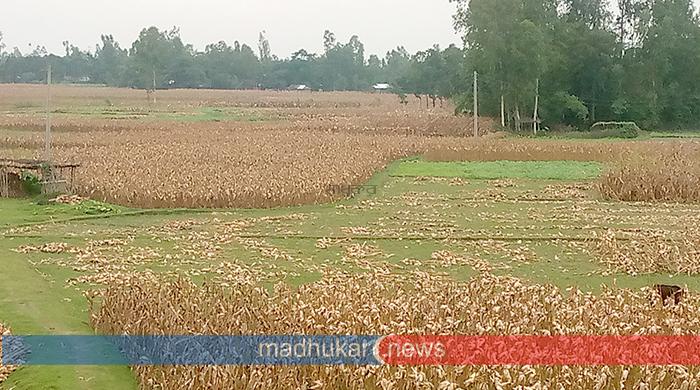 বৃষ্টিতে বিপাকে সুন্দরগঞ্জের ভুট্টা চাষিরা