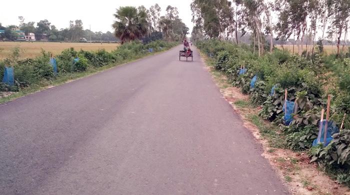 রাণীনগরে সড়কের পাঁকা অংশ ঘেঁষে দায়সারানো তালগাছের বীজ রোপণ