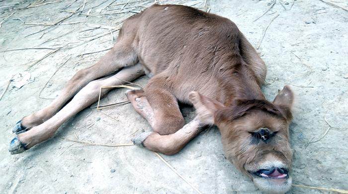ফুলবাড়ীতে নাক বিহীন এক চোখা বাছুরের জন্ম