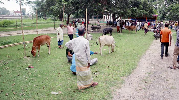 ফুলবাড়ীতে পশু হাট হাটে ক্রেতা আছে, পশু নেই!