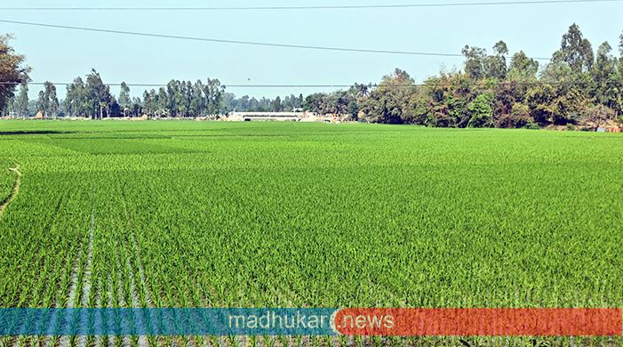 ফুলছড়িতে চারিদিকে সবুজের সমারোহ বোরো ধানের পরিচর্যায় ব্যস্ত কৃষকরা