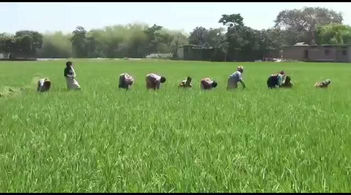 পার্বতীপুরের ডিপোতে পাইপলাইনের মাধ্যমে তেল আসায় কৃষির ব্যাপক উন্নয়নের সম্ভবনা পার্বতীপুরের ডিপোতে পাইপলাইনের মাধ্যমে তেল আসায় কৃষির ব্যাপক উন্নয়নের সম্ভবনা