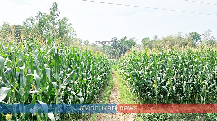 সাঘাটায় লক্ষ্যমাত্রার চেয়ে বেশি জমিতে ভুট্টার আবাদ