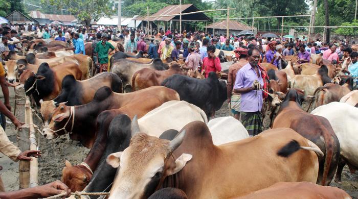 সাঘাটায় ঈদুল আয্হাকে সামনে রেখে জমে উঠেছে পশুর হাট