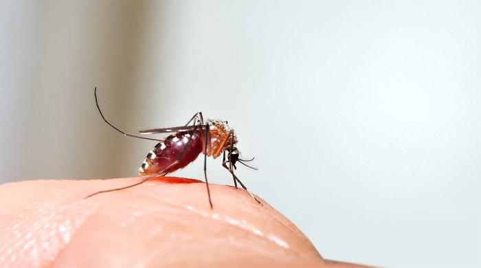 বিশ্ব মশা দিবস আজ