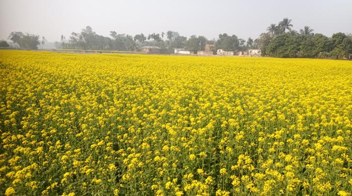 সরিষা ফুলে শোভিত দিনাজপুরের প্রকৃতি