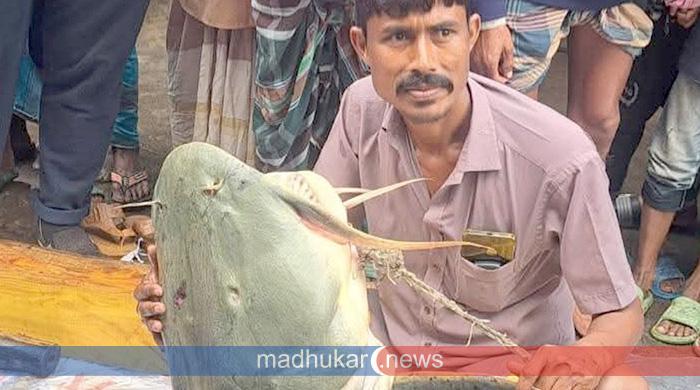 বাঘাইড় মাছের ওজন ৯০ কেজি, এক লাখ টাকায় বিক্রি