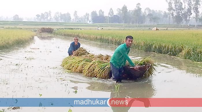 উজানের পানিতে পীরগঞ্জে ডুবছে বোরো ধান, স্লুইসগেট খোলার দাবি কৃষকদের