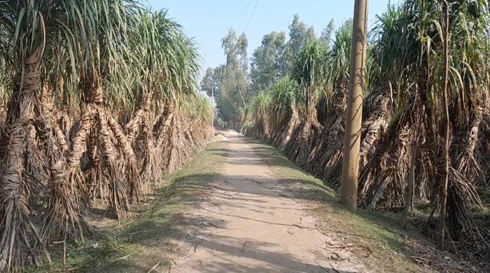 রংপুর চিনিকল চালুর খবরে আখ চাষ বেড়েছে গোবিন্দগঞ্জে