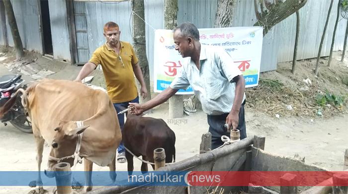 জনবল সংকটে সুন্দরগঞ্জে অ্যানথ্রাক্স টিকাদানে ধীরগতি