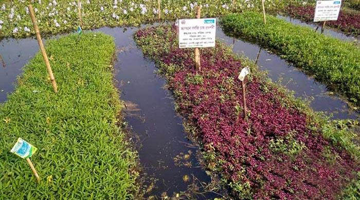 গাইবান্ধায় খাল-বিলে ভাসমান পদ্ধতিতে চাষাবাদ