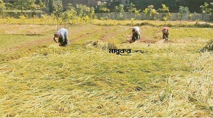 সুন্দরগঞ্জে আমন কাটা-মাড়াই শুরু, ফলন-দামে খুশি কৃষক