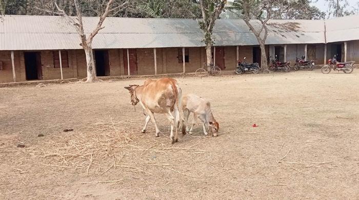 শিক্ষক আছে শিক্ষার্থী নেই, স্কুল মাঠে গরু