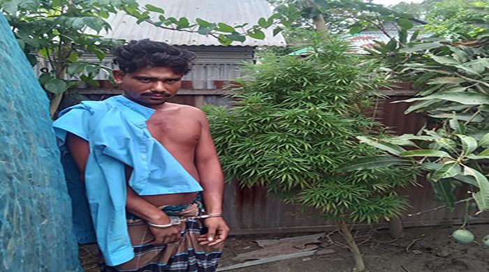 ফুলছড়ির চরাঞ্চলে দুইটি গাঁজার গাছ উদ্ধার : এক যুবক আটক