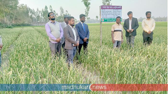 সাঘাটায় চাহিদা পূরণে বারি রসুন-৪ চাষের সম্ভাবনা