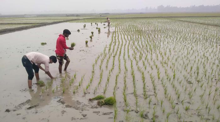 শীত উপেক্ষা করে বোরো চাষে ব্যস্ত সাঘাটার কৃষকেরা