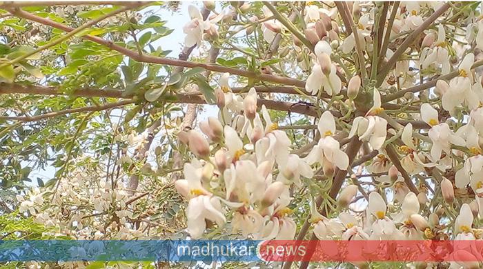 প্রকৃতিতে শোভা ছড়াচ্ছে সজনে ফুল