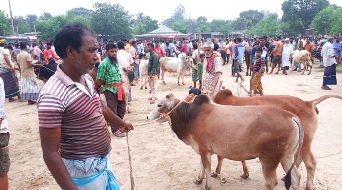 দিনাজপুরে পশুর হাট জমে উঠেছে, প্রতিদিন লেনদেন হচ্ছে কয়েক কোটি
