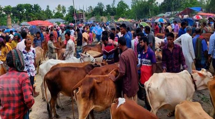 মহিমাগঞ্জে পশুর হাটে অতিরিক্ত টোল নেয়ায় ভ্রাম্যমান আদালতে ৬০ হাজার টাকা জরিমানা আদায়