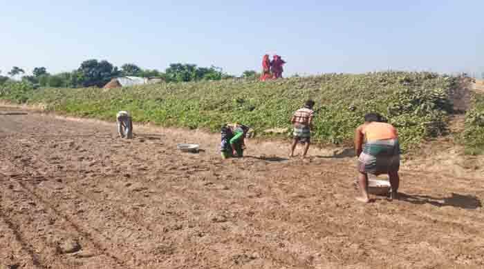 দিনাজপুরে আগাম জাতের আলুর চাষ নিয়ে ব্যস্ত সময় পার করছেন আলু চাষীরা