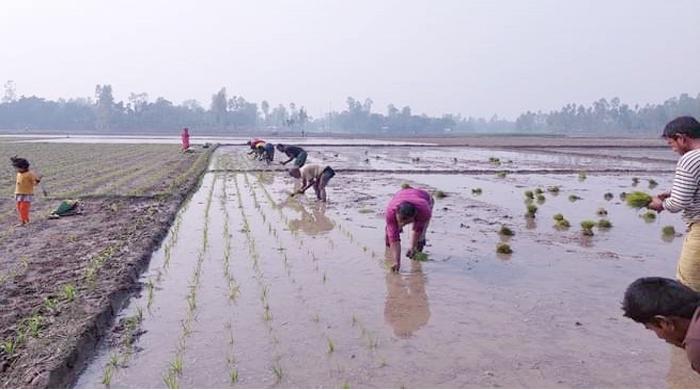 ঠান্ডায় বোরো চারা রোপনে সুন্দরগঞ্জে দিনমজুর সংকট
