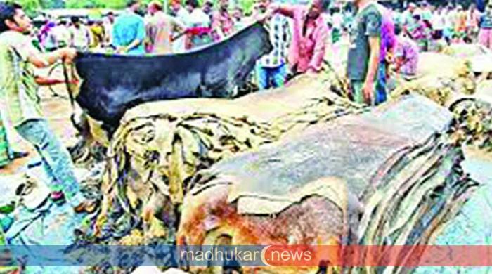 কোরবানির পশুর চামড়ার দাম নিয়ে ব্যবসায়ীদের উদ্বেগ